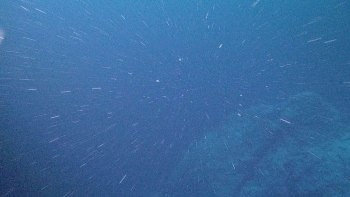 New Approach to Get Global Picture of Fate of Marine Carbon