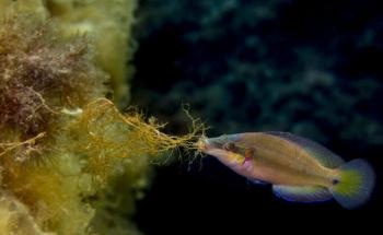 Ocean Acidification Could Impact Reproductive Behaviour of Fish Living in Affected Waters