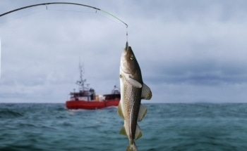 Scientists Use North Atlantic Oscillation as Predictive Tool to Manage Iconic Fishery