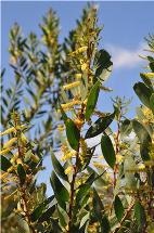 Research Demonstrates How Invasive Species Influence Ecosystem