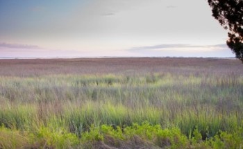 Scientists Discover Significant Decline of Vegetation Along Coast of Georgia
