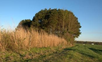Riparian Buffer Zones Help Remove Excess Nitrogen from Agricultural Runoff