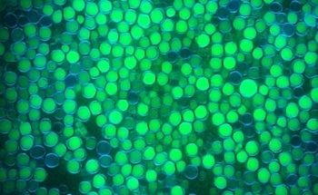New Metabolic Technology Could Reduce Cost and Environmental Impact of Biofuel Production