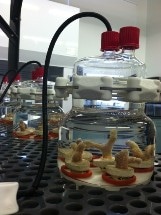 Research Data Helps Study Impact of Hydrocarbons on Unique Marine Creatures