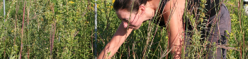 Study Reveals Community Diversity Influences Plant’s Response to Carbon Dioxide Levels