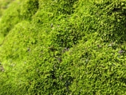 International Study Reveals Earliest Land Plants are Responsible for Earth’s Oxygen-Rich Atmosphere