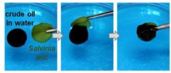 Certain Aquatic Ferns Demonstrate Impressive Ability to Selectively Absorb Oil from Contaminated Water
