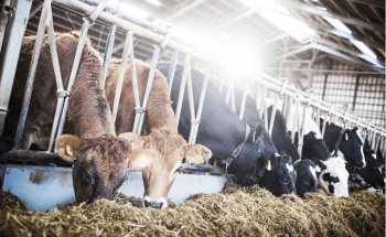 Research Article Proposes New Method to Quantify Degradation Processes Associated with Manure Management