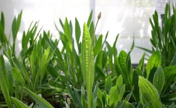 New Study Provides Insights into Long-Term Impacts of Increasing Atmospheric CO2 on Plants