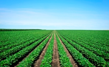 New Study Challenges Widely Held Assumption that Biofuels are Inherently Carbon Neutral