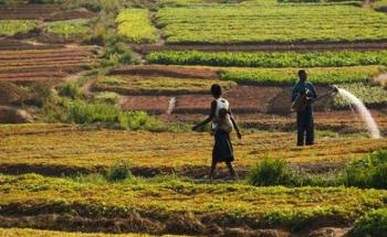 Shifts in How Plants Use Water Could Halve Extent of Climate Change-Induced Droughts