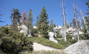 UCSB Researchers Show Significant Impacts of Climate Change on Vegetation