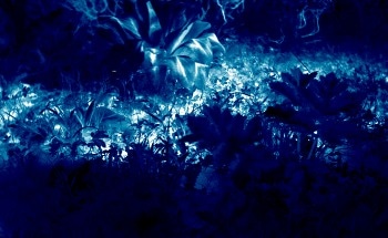 Leaf Temperature Regulation Offers Promise for Refining Earth System Models