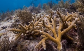 New Coral Conservation Initiative to Enable Coral Restoration Throughout the Caribbean and Florida Keys