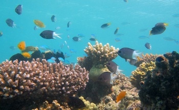 Increased CO2 Concentrations Alters Brain Chemistry, Causes Neurological Impairments in Some Fish Species