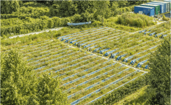 Environmental Stress Multiplies Effects of Pollutants on Organisms