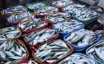 Tips to Keep Plastic Debris from Reaching Fish that We Consume