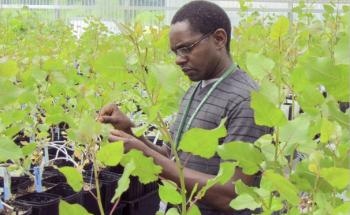 Greenwood Resources Licenses ORNL Technology for Biofuel Production