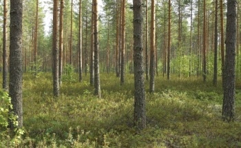 Study on Soil Modeling to Arrest Climate Change