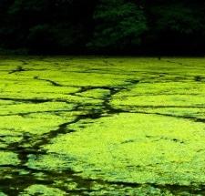 TAU Researchers Discover Algae can Yield Mass Quantities of Hydrogen