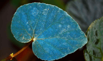 Houseplants Use Special Form of Nanotechnology to Harvest Light for Photosynthesis