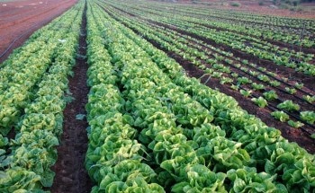 Researchers Raise Concerns on Transfer of Microplastics to Agricultural Lands
