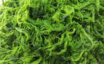 Marine Microalgae may Help Create Green Fuel, Combat Global Warming and Food Insecurity