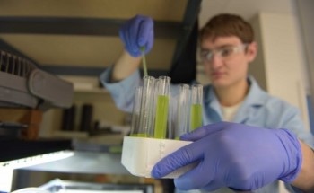 New Streamlined Process Could Hold Promise for Making Biofuel