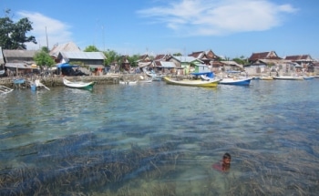 Seagrass Meadows Can Reduce Bacterial Exposure for Corals, Sea Creatures and Humans