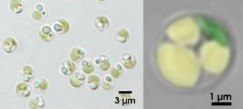 Scientists Investigate Lipid Metabolism in Nannochloropsis Oceanica for Biofuel Synthesis