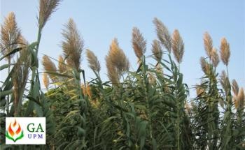 New Method Allows Identification of Suitable Marginal Lands for Sustainable Biomass Production