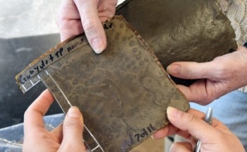 Converting Food Waste into Sustainable Rubber for Tires