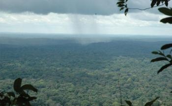 Study Reveals that Relationship Between Biodiversity and Carbon Storage in Rainforests Not as Strong as Once Assumed