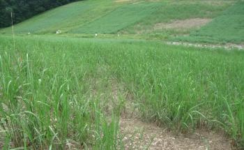 Growing Sustainable Energy Crops on Conservation Lands May Not Increase Greenhouse Gas Emissions