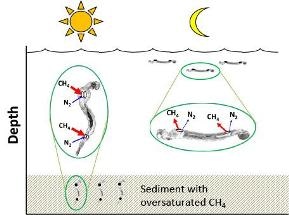 Certain Species of Larva Accelerate Release of Greenhouse Gases into Atmosphere