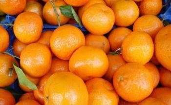New Absorbent Material Made of Fruit Peels Helps to Clean Wastewater