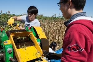 Researchers Engineer Sugarcane to Create Biodiesel, Anchor and More Sugar to Create Ethanol
