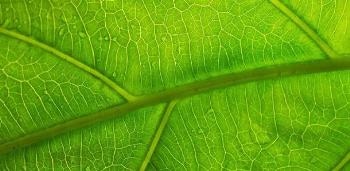 Murray Material Resembling Porous Leaf Veins Could Enhance Battery Capacity