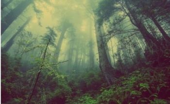 New Project Aims to Remove Greenhouse Gases to Counteract Global Warming