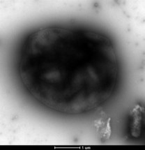 Novel Microbial Fuel Cell Can Convert Methane to Electricity
