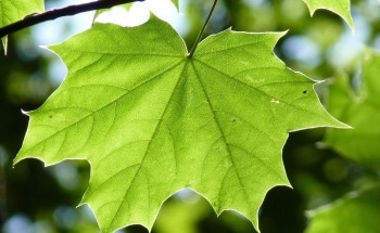 Stanford Researchers Use Photosynthetic Bacteria to Enhance Heart Function