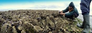 Researchers Explore Mollusk Shells as New Source of Sustainable Biomaterials