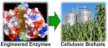 Researchers Devise a New Way for Reducing the Amount of Enzymes Needed to Convert Biomass into Biofuels