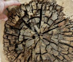 Researchers Zero in on Brown Rot Fungi for Efficient Biomass Conversion