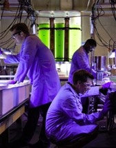 Large-Scale Farming of Cyanobacteria Could Provide a New Source of Biofuel
