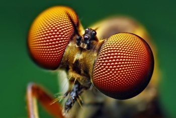 Stanford Researchers Draw Inspiration from Insect Eyes to Create New Solar Cell