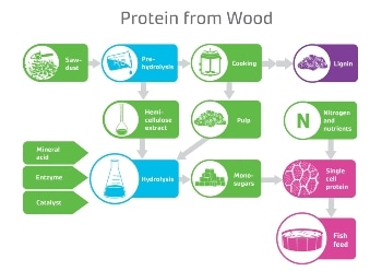 Wood-Based Protein Could Help Address Global Food Challenge