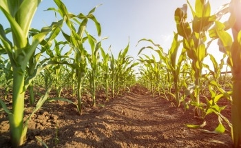 PEF Process Effective for Removing Atrazine and its By-Products in Surface Water