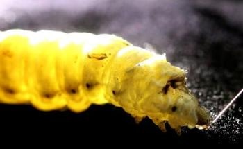 How Silkworms Spin Silk Could Pave Way to Greener Methods of Creating Synthetic Fibers