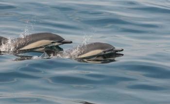 Study Reveals Shortening of Oceanic Food Chain Due to Environmental Disturbances